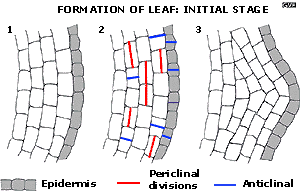 Initial stage leaf formation