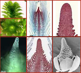 Monocots: leaf formation
