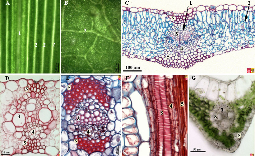 leaf veins and vascular bundles in leaf