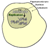 Overview replication in the cell