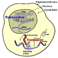 Overview transcription translation in the cell