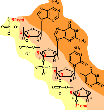 Bounds betwen nucleotide monomers in DNA. Yellow = phosphate groups