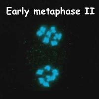 meiosis: metaphase II in Petunia