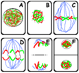 mitose diagram