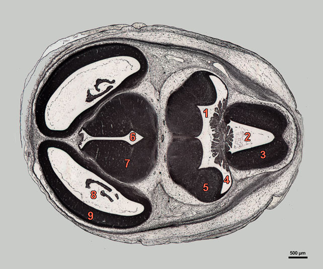 E16-07-hor-339-labels section of rat embryo