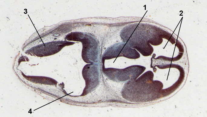 embryo van de muis 13dagen oud