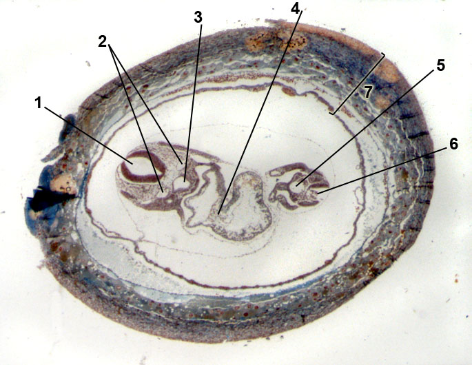 embryo of mouse; 9 days old