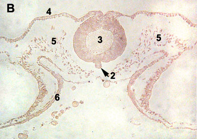 96 hour chick embryo serial section