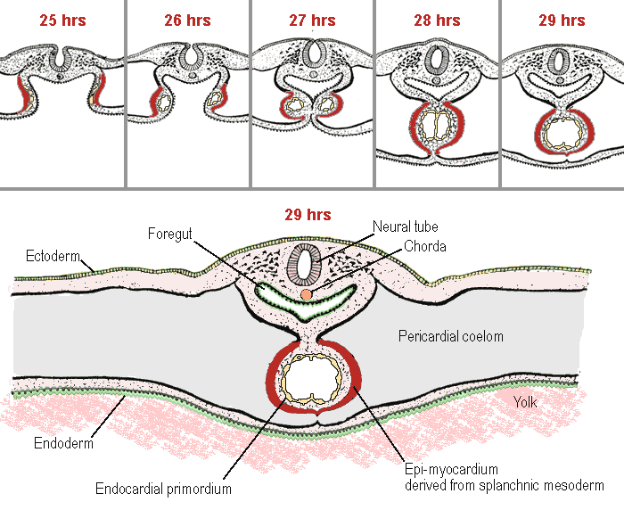 heart formation in chicken, according to Patten 1920