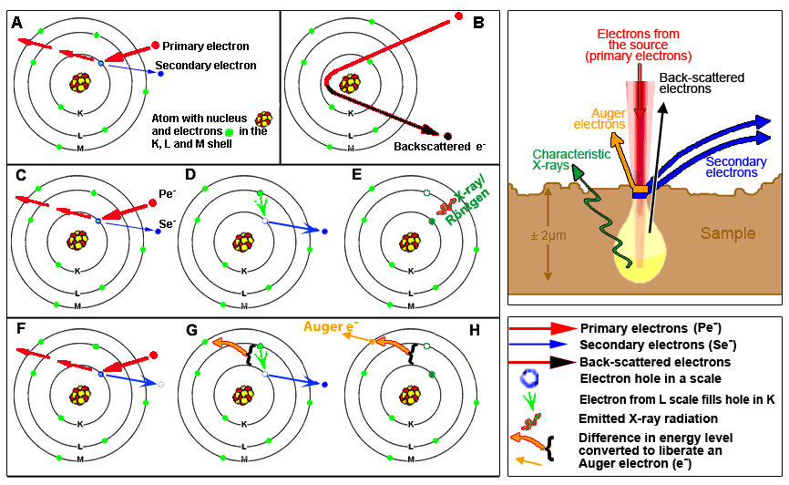 Secondary emission (electrons and radiation) in Scanning Electron Microscopy