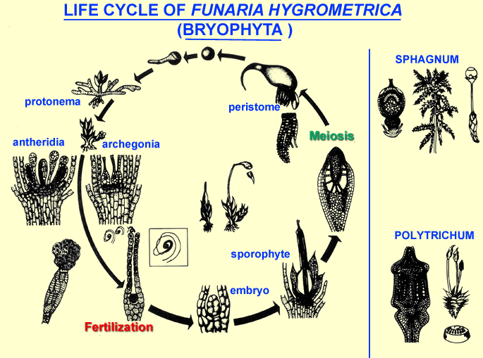 funaria plant