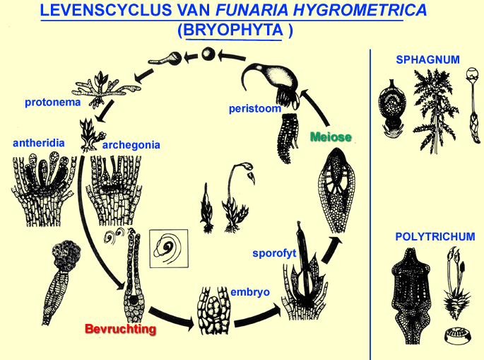 levenscyclus van Funaria-Sphagnum, Polytrichum