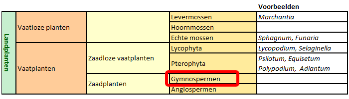 classificatie Gymnospermen
