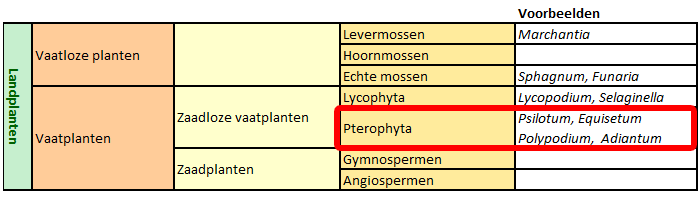 classificatie Pterophyta