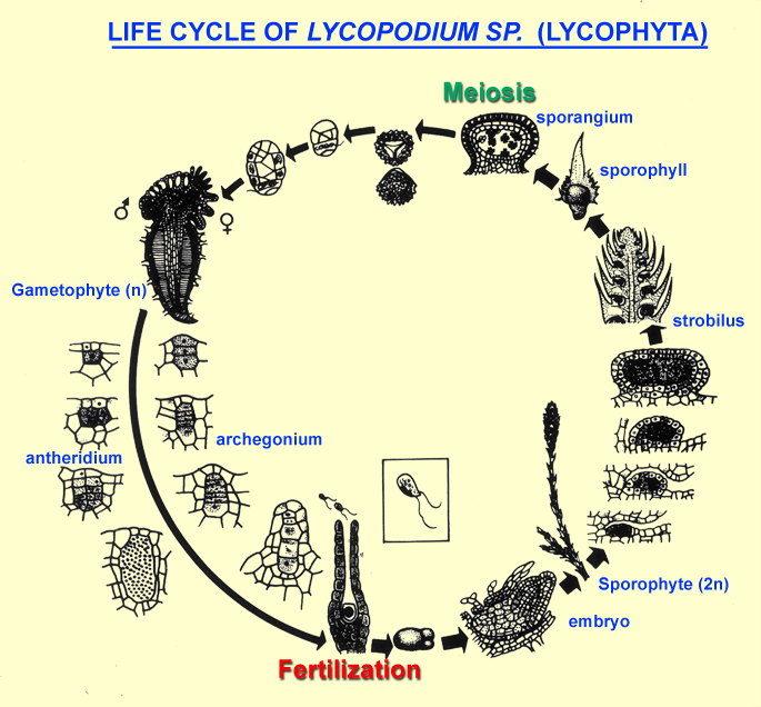 life cycle of Lycopodium