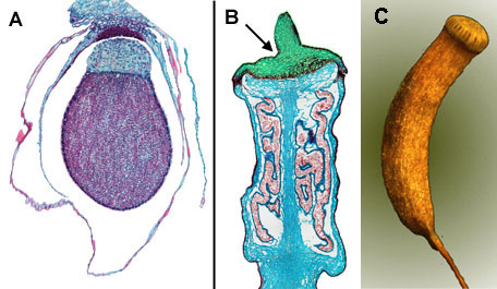 Sporenkapsels van A een Levermos en B een Echte mos; C seta, sporenkapsel en peritoom in Rimpelmos (<em>Atrichum undulata</em>) 