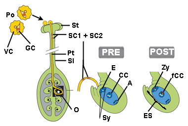 Double fertilization in plants