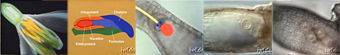 Link to the IWF film by Erdelska and Heunert on double fertilization in plants