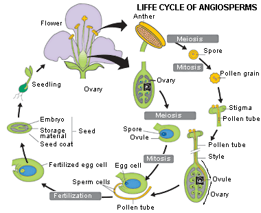 How do angiosperms reproduce?