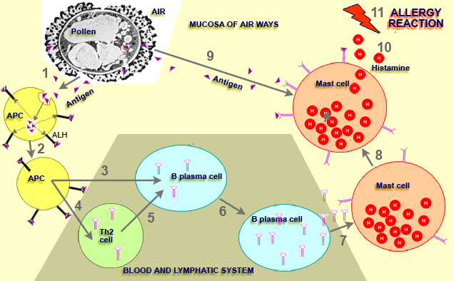 Signs Of Allergy To Sun in Bulgaria