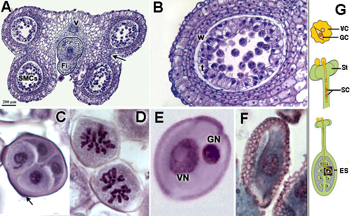 Pollen development in lily