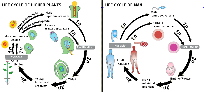 Life cycle