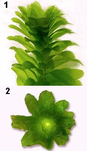 Elodea side and upper view