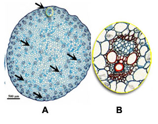 Cross section stem: A and B monocot