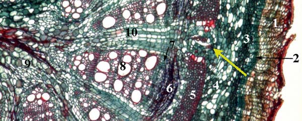 Aristolochia detail cross section old stem zoom