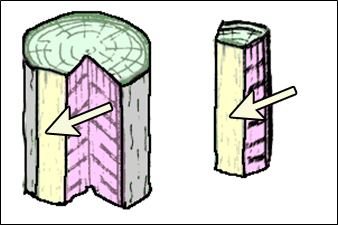 woodanatomy-diagram-tangential