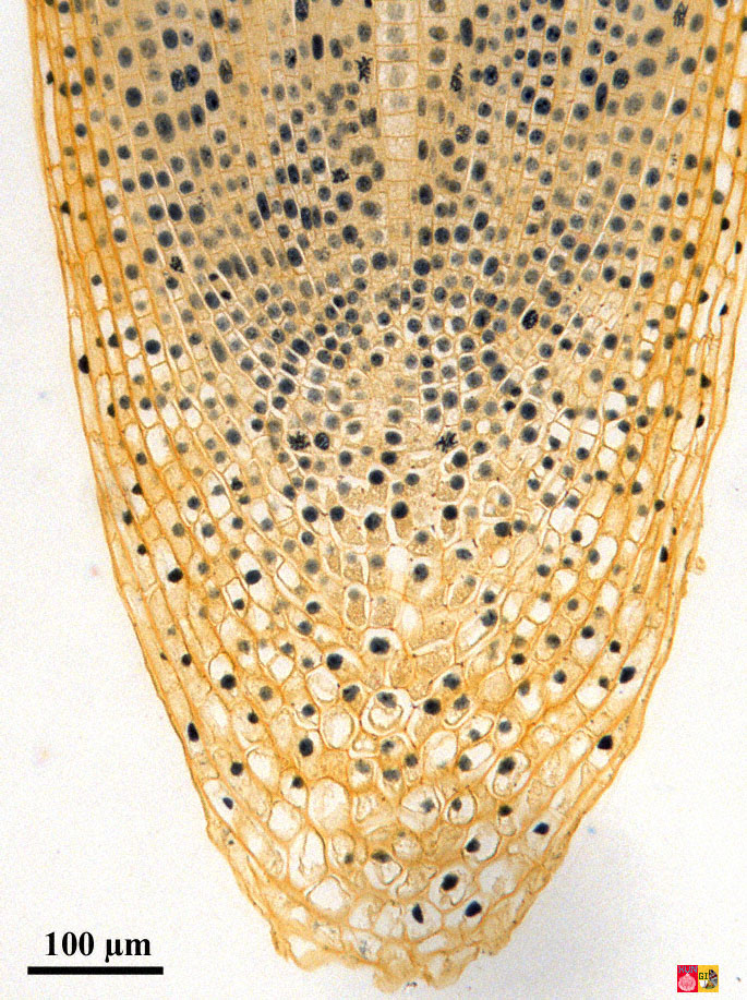 Overview of onion root tip