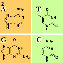 Adenine, Thymine, Cytosine, Guanine