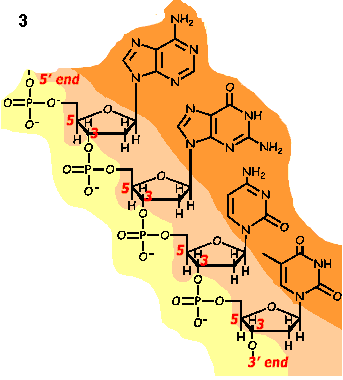 chain of nucleotide monomers
