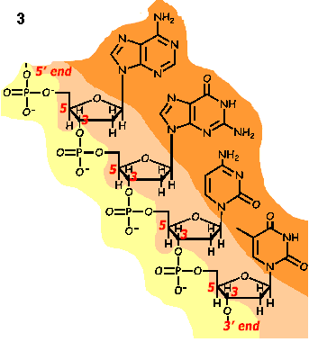 Keten van nucleotide monomeren