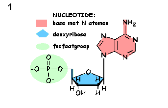 Nucleotide