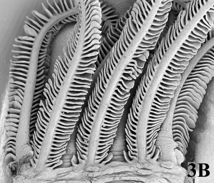 Example of SEM: fish gills