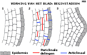 beginstadium bladontwikkeling