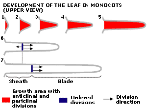 Monocot leaf development