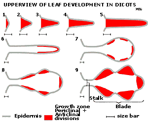Dicot leaf development