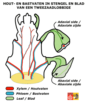 Vertakking van vaatbundels in dicotyle stengel en blad