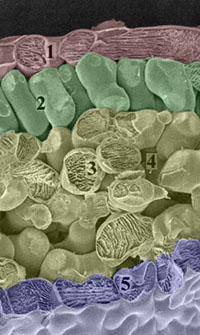 SEM image of a cross section through a leaf