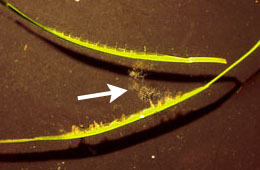 Pollen in flowering Common Eelgrass; photograph Dr. Ackerman