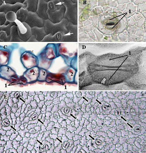 Leaf stomata: SEM, light microscopy, nail polish impressions
