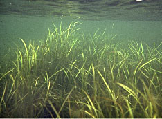 Zostera marina; foto Marieke van Katwijk