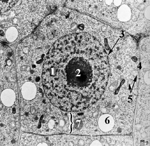 Nucleus and mitochondria in a plant cell: they both contain DNA