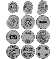Stadia van meiose in Aloe; bewerkte tekening. Naar Schaffstein uit Strasburger