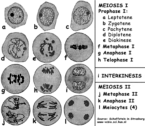 meiosis stages under microscope