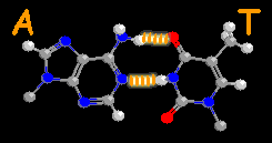 Adenine-Thymine base pare