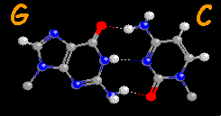 Guanine-Cytosine base pare