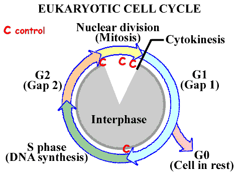 Cell cycle in eukaryotes